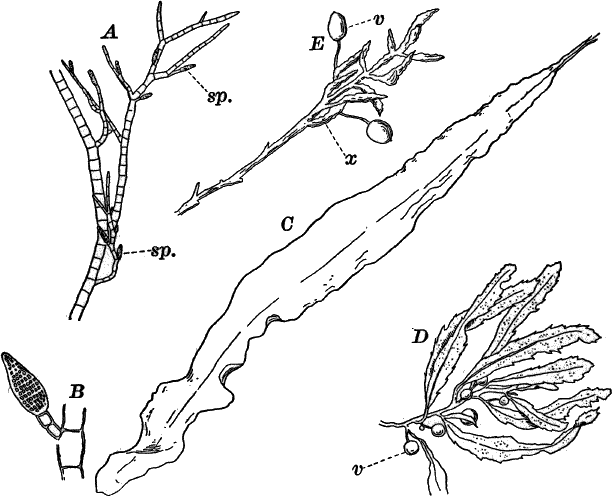 Fig.&nbsp;28.