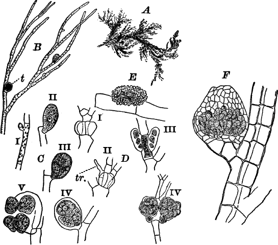 Fig.&nbsp;29.