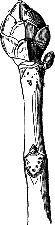 Fig.&nbsp;92.